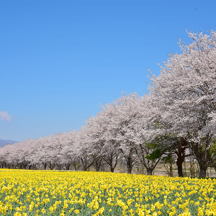 岩井親水公園の春の写真です。水仙と桜が共演しているひとときは、形容しがたいほどの景色です。