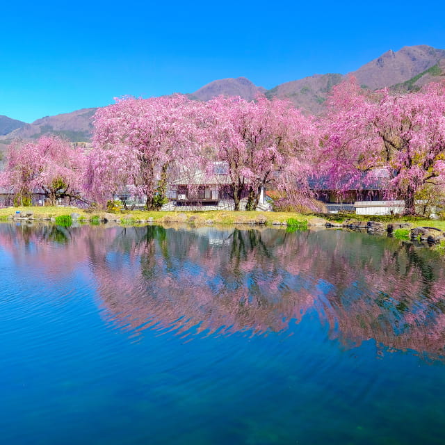 春の写真です。箱島の桜は毎年4月中旬が見ごろです。水面に移るピンク色も鮮やかで、見とれて時を忘れてしまいそうです。