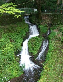 箱島不動堂の大杉