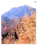 高山植物の写真です