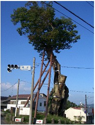 原町のおおケヤキの写真です。